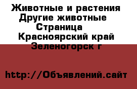 Животные и растения Другие животные - Страница 2 . Красноярский край,Зеленогорск г.